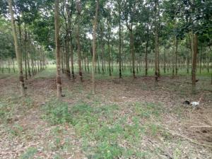 Bán 90ha Đất Cao Su Phước Thiện Bù Đốp Bình Phước