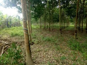 Bán 90ha Đất Cao Su Phước Thiện Bù Đốp Bình Phước