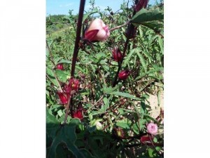 Chuyên sỉ - lẻ hoa atiso đỏ(bụp giấm