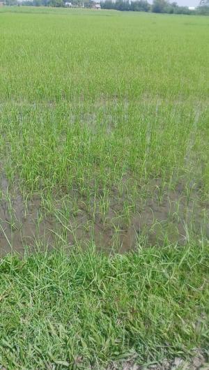 Bán đất ở Hòa khánh Đông Huyện Đức Hòa Tỉnh Long an