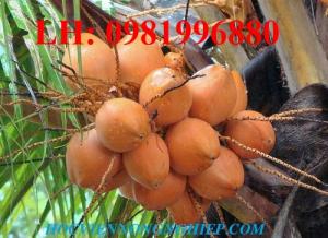 Giống cây dừa lửa – Giống dừa sai trái nhất