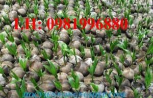Giống cây dừa lửa – Giống dừa sai trái nhất