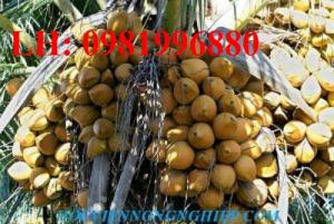 Giống cây dừa lửa – Giống dừa sai trái nhất