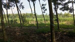 Bán 10,5 ha cao su 2 mặt đường thuận phú đồng phú bình phước