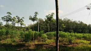 Bán 10,5 ha cao su 2 mặt đường thuận phú đồng phú bình phước