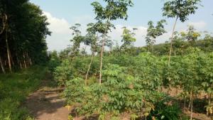 Bán 10,5 ha cao su 2 mặt đường thuận phú đồng phú bình phước
