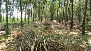Bán 10ha 6 đất cao su thuận phú đồng phú bình phước