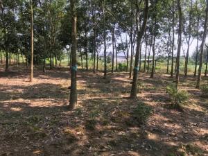 Bán 1,2ha cao su tân phước đồng xoài bình phước
