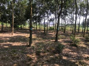 Bán 1,2ha cao su tân phước đồng xoài bình phước