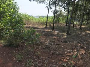 Bán 1,2ha cao su tân phước đồng xoài bình phước