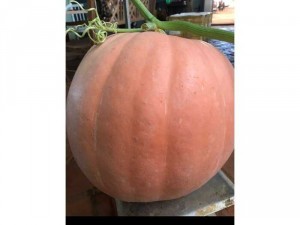 Bí khổng lồ - Bí trang trí Halloween