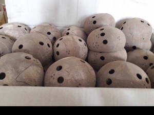 Chậu trồng lan bằng quả dừa, có lỗ treo dây, bền, chắc, tự nhiên, thân thiện môi trường