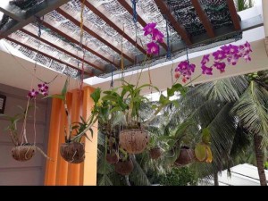 Chậu trồng lan bằng quả dừa, có lỗ treo dây, bền, chắc, tự nhiên, thân thiện môi trường