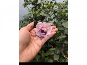 Hoa hồng thân gỗ Việt Nam - Hồng thân gỗ Đà lạt