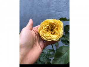 Hoa hồng thân gỗ Việt Nam - Hồng thân gỗ Đà lạt