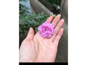 Hoa hồng thân gỗ Việt Nam - Hồng thân gỗ Đà lạt