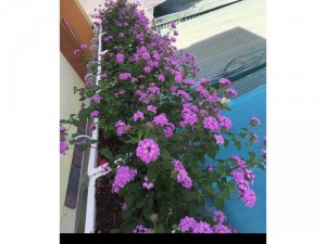 Ngũ sắc tím