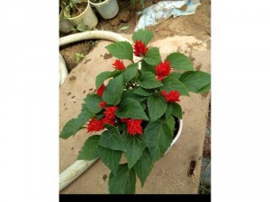 Hạt giống hoa xác pháo hồng ri cánh bướm