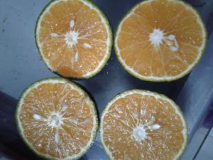 Cam sành miền tây