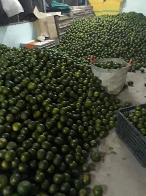 Cam sành miền tây