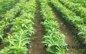 Bán Cây Giống Sala ( Ngọc Kỳ Lân) Số Lượng Lớn Nhỏ Toàn Quốc