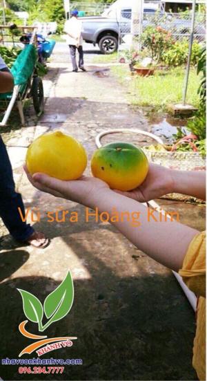 Vú Sữa Hoàng Kim