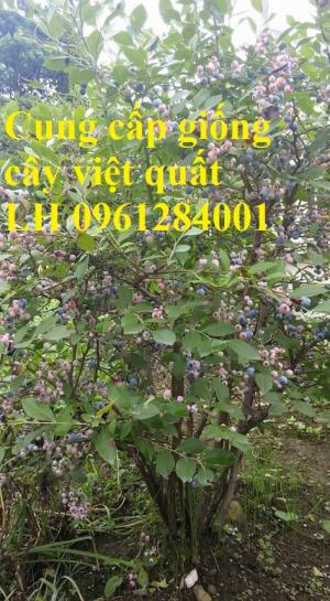 Cung cấp giống cây việt quất, cây sim úc, việt quất bốn mùa