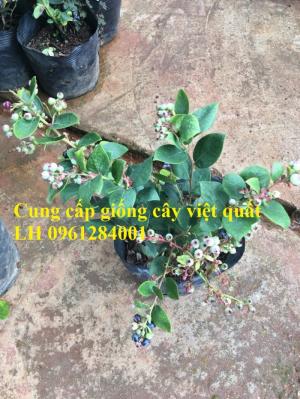 Cung cấp giống cây việt quất, cây sim úc, việt quất bốn mùa