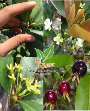 Cây cherry có hoa và trái tại Nhà Vườn Khánh Võ