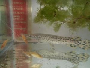Cần bán gấp 1 e cá sấu hỏa tiễn