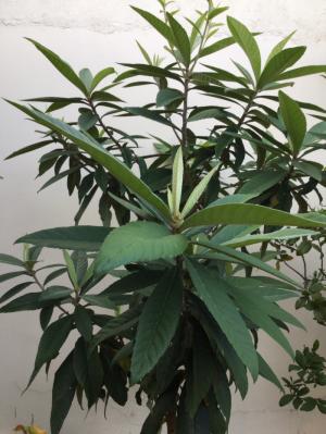 Bán cây Loquat ( Tì Bà )