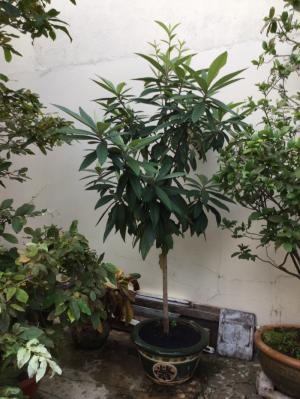 Bán cây Loquat ( Tì Bà )