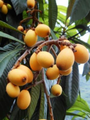 Bán cây Loquat ( Tì Bà )