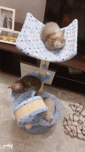 3 đứa nhỏ sinh ngày 2/9( Quốc khánh) ????