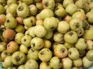 Táo mèo rừng lai châu