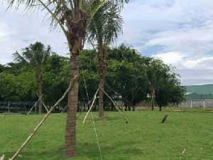 Cỏ nhung Nhật giá rẻ