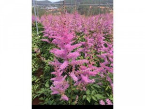 Astilbe - Hoa Hạnh Phúc