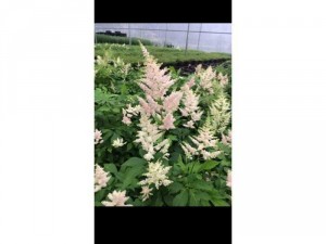 Astilbe - Hoa Hạnh Phúc