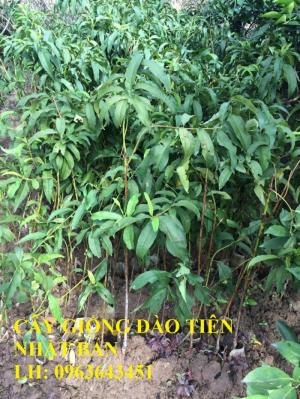 Chuyên cung cấp cây giống đào tiên Nhật Bản, cây giống đào tiên chịu nhiệt, cây đào ăn quả nhập khẩu