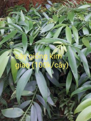 Cây.kim.giao