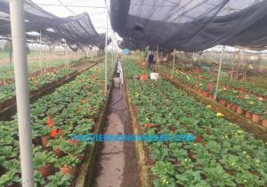 Cung cấp hoa đồng tiền giống , trồng cho dịp Tết