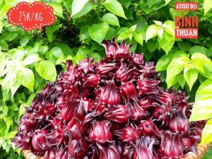Atiso đỏ tại hồ chí minh