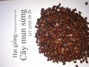 Hạt.giống.mun.sừng
