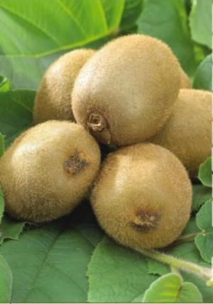 Chuyên Cung Cấp Giống Cây Kiwi,Cây Kiwi Chất Lượng Tốt,Số Lượng Lớn,Giao Hàng Toàn Quốc