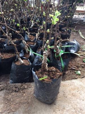 Chuyên Cung Cấp Giống Cây Kiwi,Cây Kiwi Chất Lượng Tốt,Số Lượng Lớn,Giao Hàng Toàn Quốc