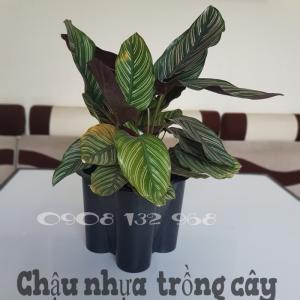 Cần Bán Chậu Hoa Nhựa, Chậu Nhựa Trồng Hoa