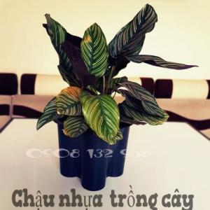 Chậu Nhựa Trồng Cây, Chậu Nhựa Trồng Cây