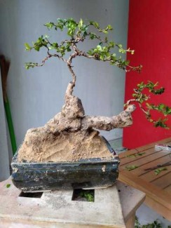 Tra phúc kiến Bonsai
