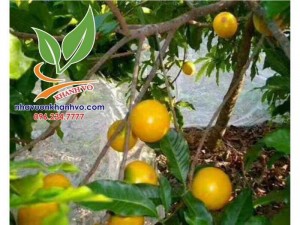 Cây Giống Vú Sữa Hoàng Kim