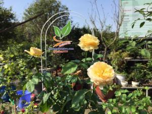 Hồng thân gỗ đang ra Hoa cực đẹp tại Nhà vườn Khánh Võ